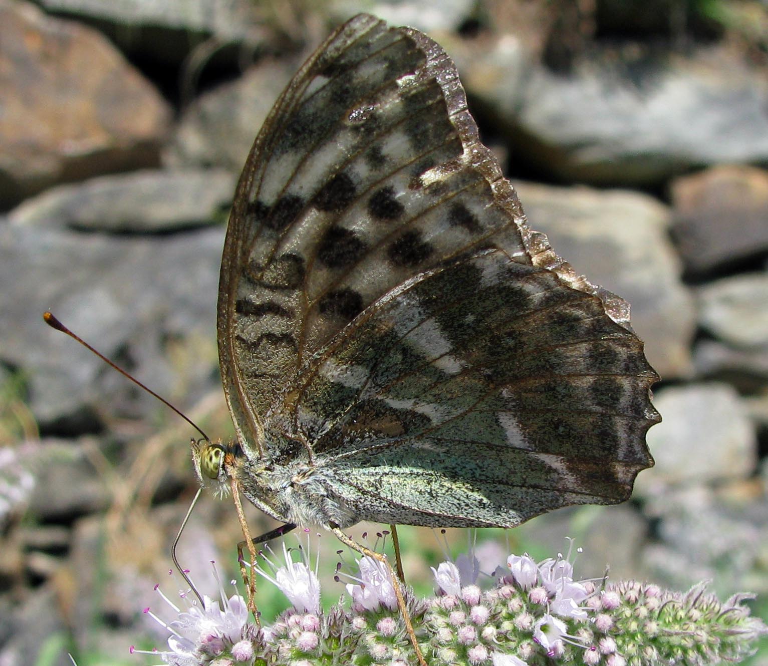 Argynnis paphia